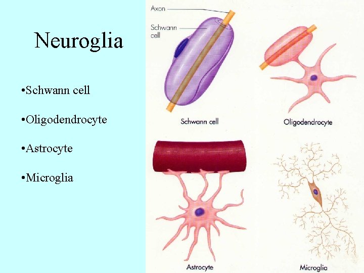 Neuroglia • Schwann cell • Oligodendrocyte • Astrocyte • Microglia 