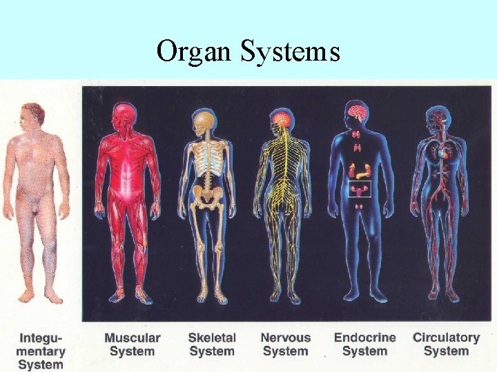 Organ Systems 