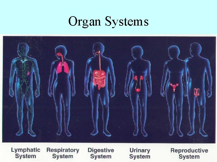 Organ Systems 