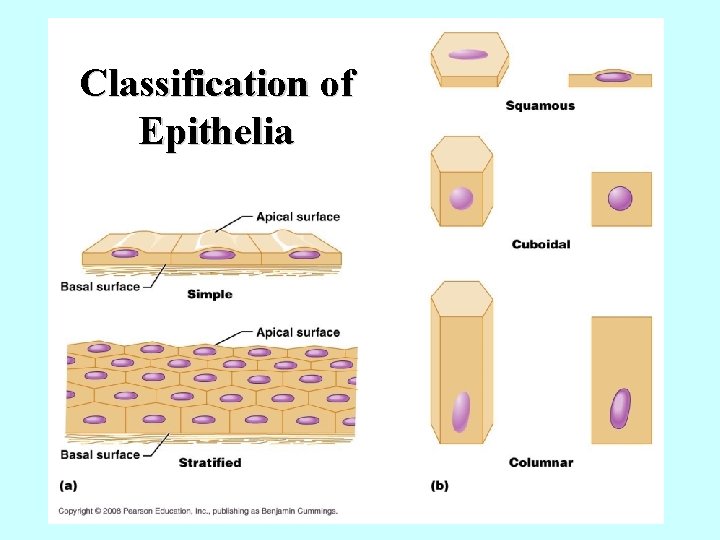 Classification of Epithelia 
