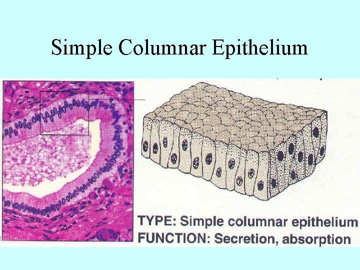 Simple Columnar Epithelium 