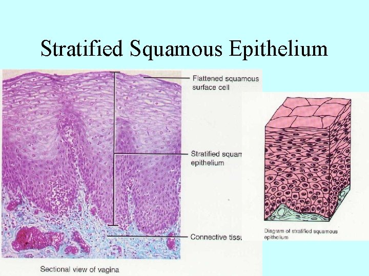 Stratified Squamous Epithelium 