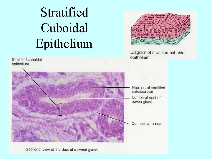 Stratified Cuboidal Epithelium 