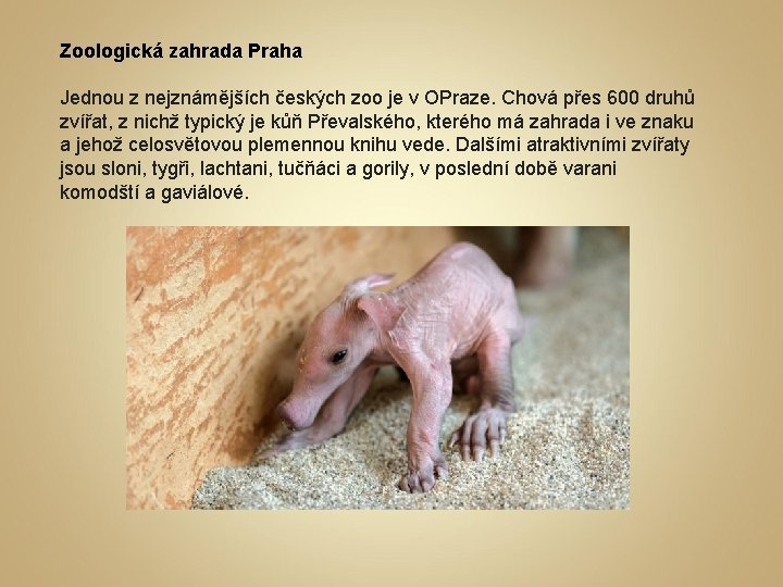 Zoologická zahrada Praha Jednou z nejznámějších českých zoo je v OPraze. Chová přes 600