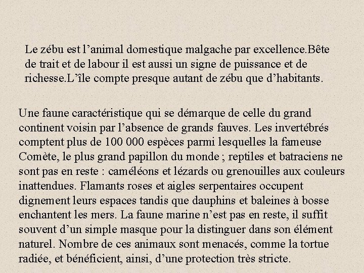 Le zébu est l’animal domestique malgache par excellence. Bête de trait et de labour