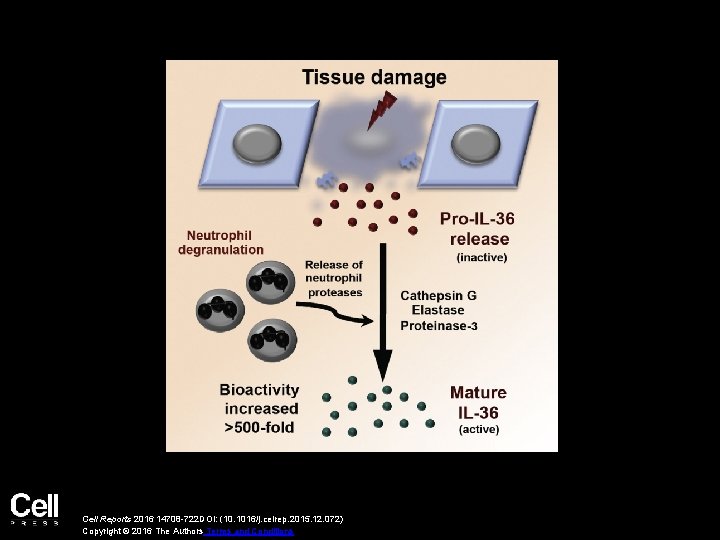 Cell Reports 2016 14708 -722 DOI: (10. 1016/j. celrep. 2015. 12. 072) Copyright ©