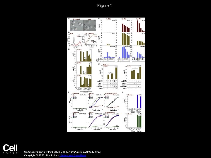 Figure 2 Cell Reports 2016 14708 -722 DOI: (10. 1016/j. celrep. 2015. 12. 072)