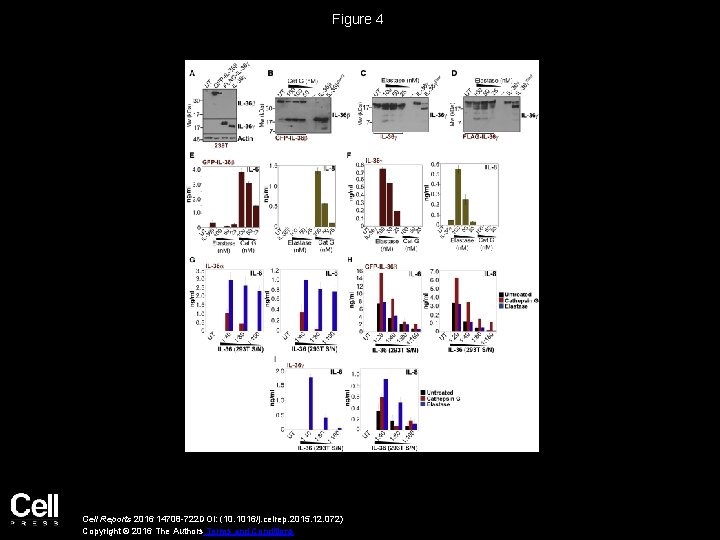 Figure 4 Cell Reports 2016 14708 -722 DOI: (10. 1016/j. celrep. 2015. 12. 072)