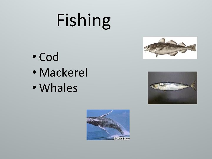 Fishing • Cod • Mackerel • Whales 