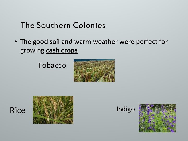 The Southern Colonies • The good soil and warm weather were perfect for growing