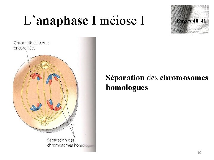 L’anaphase I méiose I Pages 40 -41 Séparation des chromosomes homologues 10 