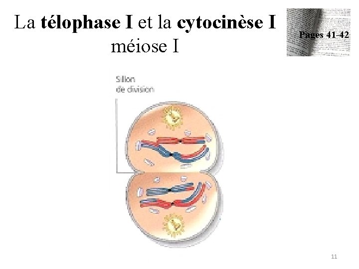 La télophase I et la cytocinèse I méiose I Pages 41 -42 11 