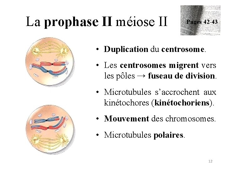 La prophase II méiose II Pages 42 -43 • Duplication du centrosome. • Les