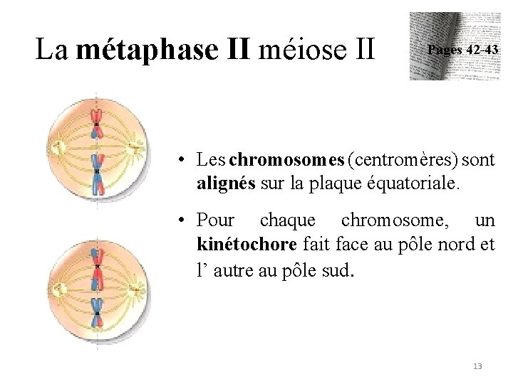 La métaphase II méiose II Pages 42 -43 • Les chromosomes (centromères) sont alignés