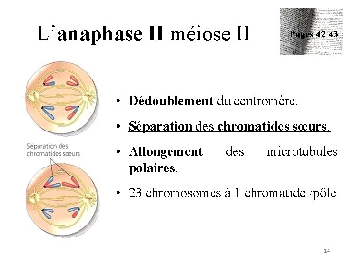 L’anaphase II méiose II Pages 42 -43 • Dédoublement du centromère. • Séparation des