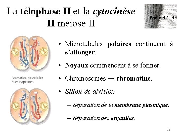 La télophase II et la cytocinèse II méiose II Pages 42 - 43 •