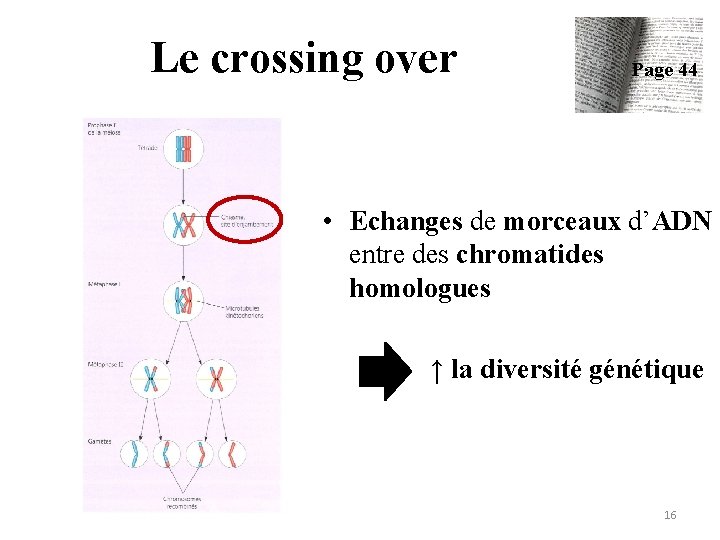 Le crossing over Page 44 • Echanges de morceaux d’ADN entre des chromatides homologues