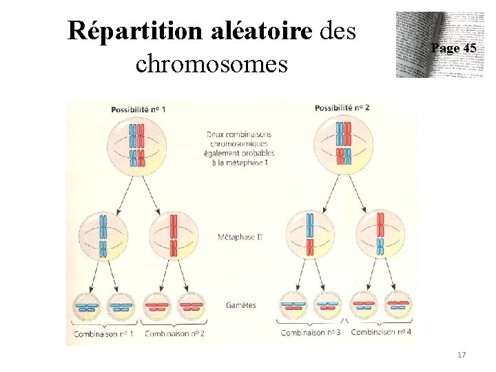 Répartition aléatoire des chromosomes Page 45 17 