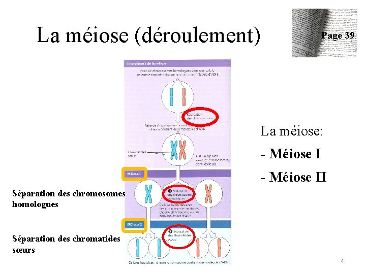 La méiose (déroulement) Page 39 La méiose: - Méiose II Séparation des chromosomes homologues