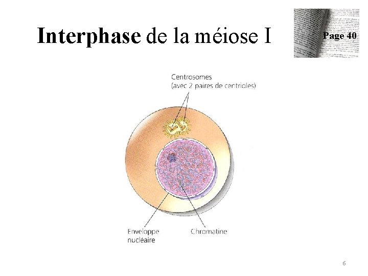 Interphase de la méiose I Page 40 6 