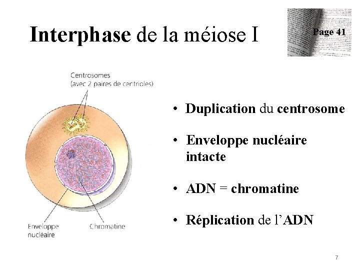 Interphase de la méiose I Page 41 • Duplication du centrosome • Enveloppe nucléaire