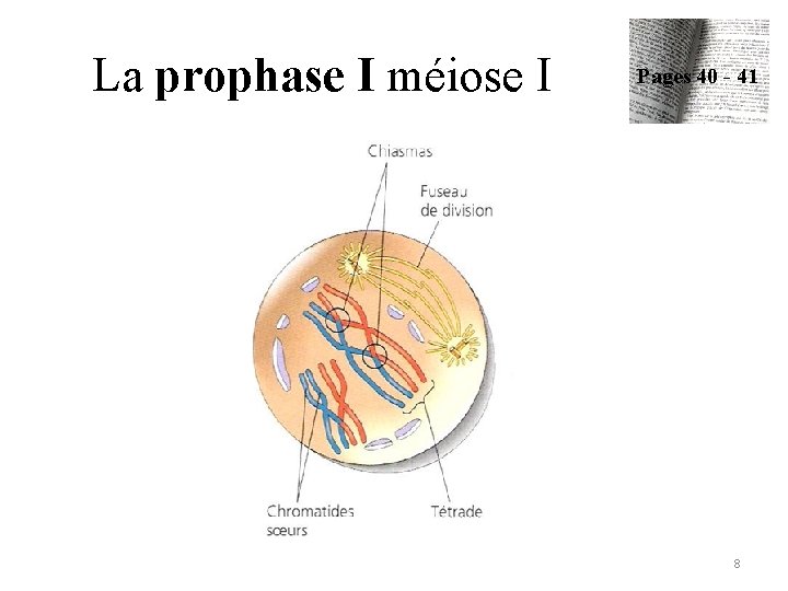 La prophase I méiose I Pages 40 - 41 8 