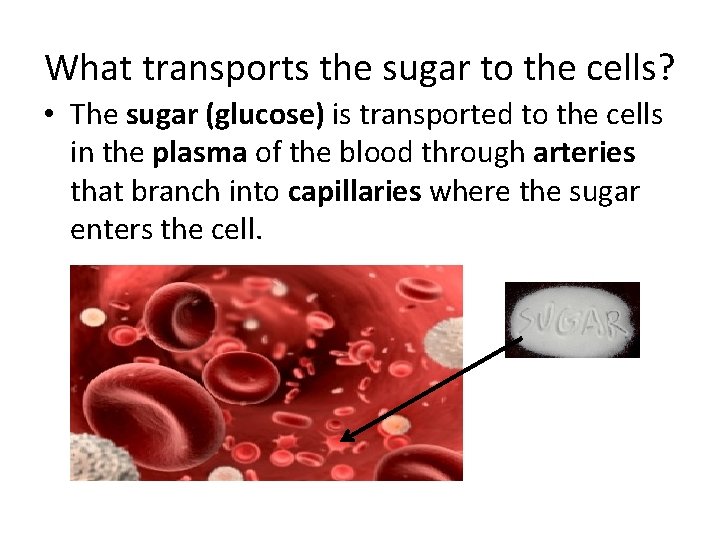 What transports the sugar to the cells? • The sugar (glucose) is transported to