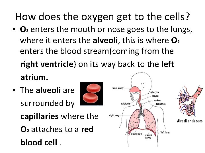 How does the oxygen get to the cells? • O 2 enters the mouth