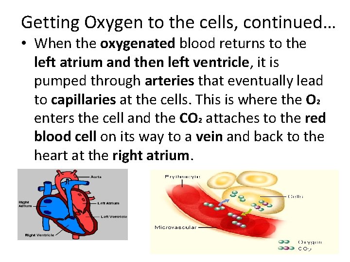 Getting Oxygen to the cells, continued… • When the oxygenated blood returns to the