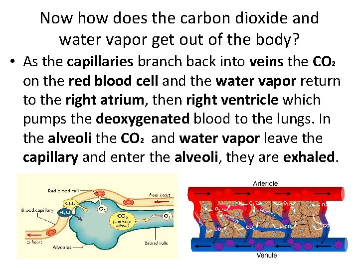 Now how does the carbon dioxide and water vapor get out of the body?