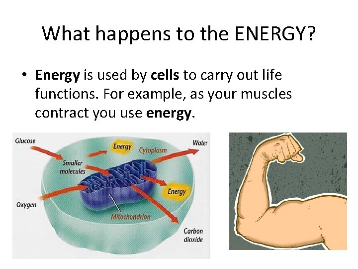 What happens to the ENERGY? • Energy is used by cells to carry out