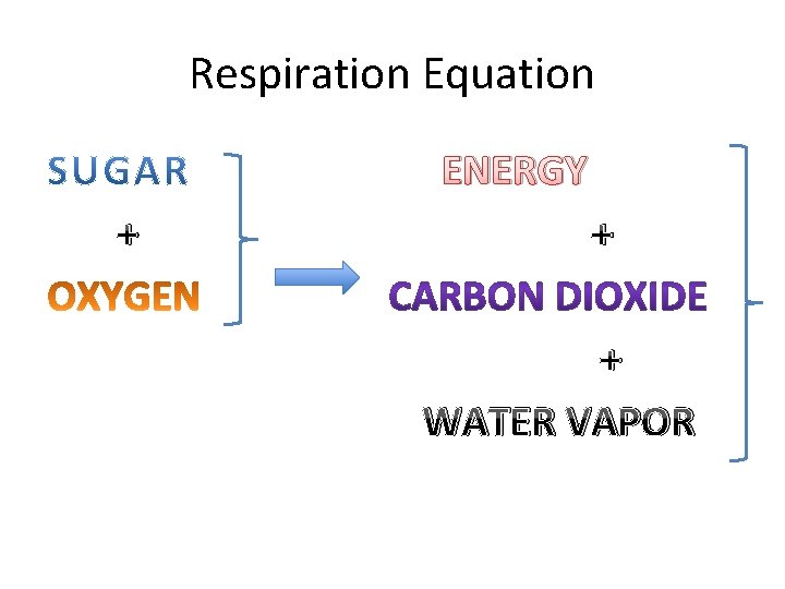 Respiration Equation ENERGY + + + WATER VAPOR 