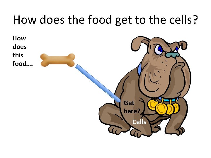 How does the food get to the cells? How does this food…. Get here?