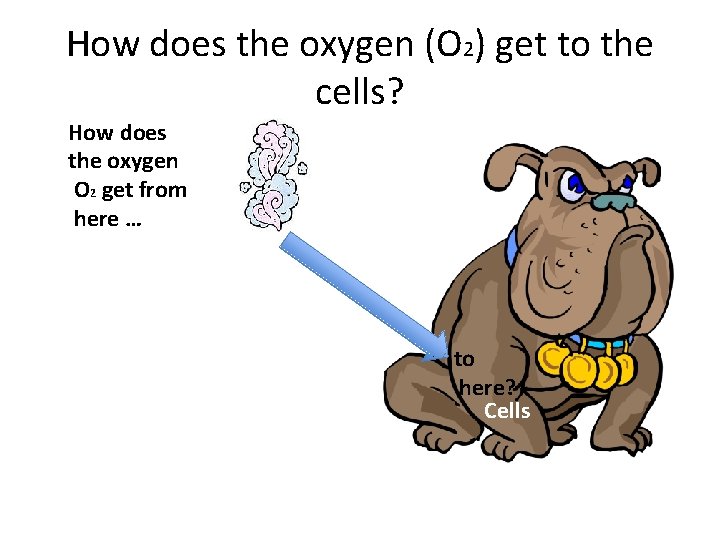 How does the oxygen (O 2) get to the cells? How does the oxygen