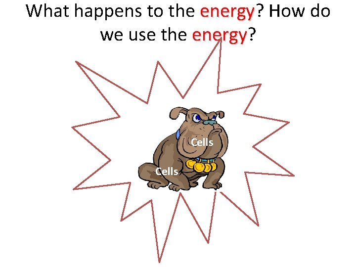 What happens to the energy? energy How do we use the energy? energy Cells