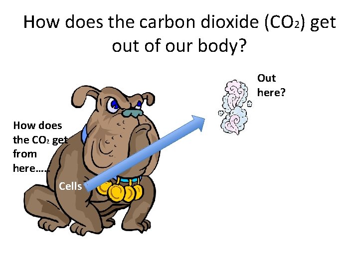 How does the carbon dioxide (CO 2) get out of our body? Out here?