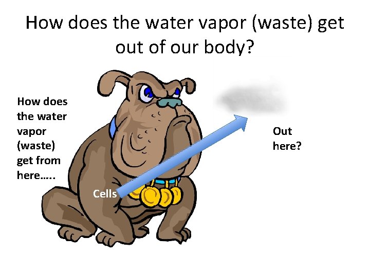 How does the water vapor (waste) get out of our body? How does the