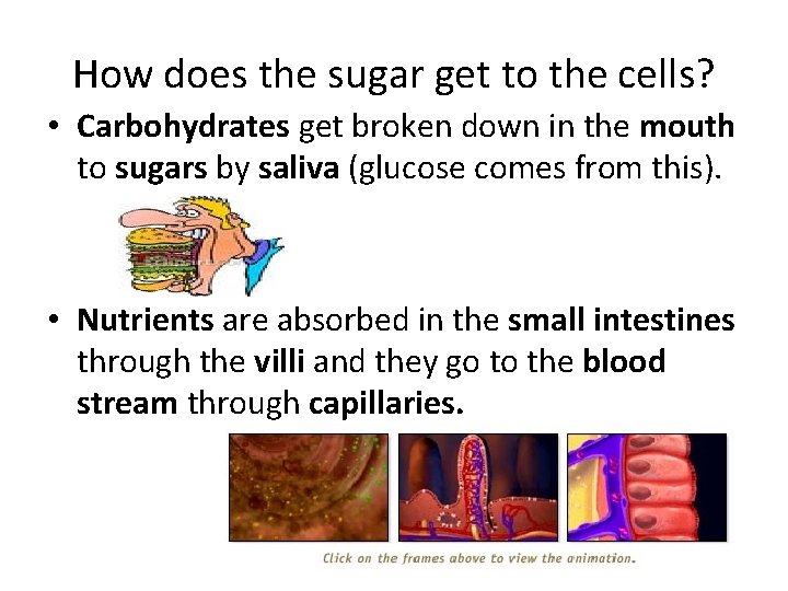 How does the sugar get to the cells? • Carbohydrates get broken down in