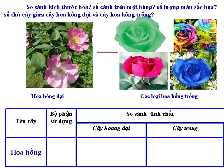 So sánh kích thước hoa? số cánh trên một bông? số lượng màu sắc