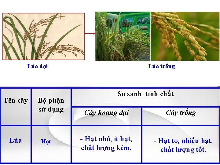 Lúa dại Tên cây Lúa Bộ phận sử dụng Hạt Lúa trồng So sánh