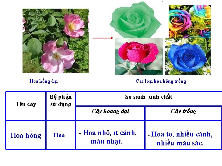 Hoa hồng dại Tên cây Bộ phận sử dụng Các loại hoa hồng trồng