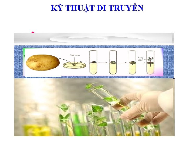 KỸ THUẬT DI TRUYỀN * 