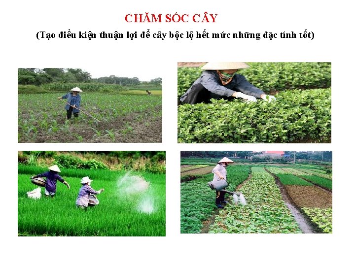 CHĂM SÓC C Y (Tạo điều kiện thuận lợi để cây bộc lộ hết