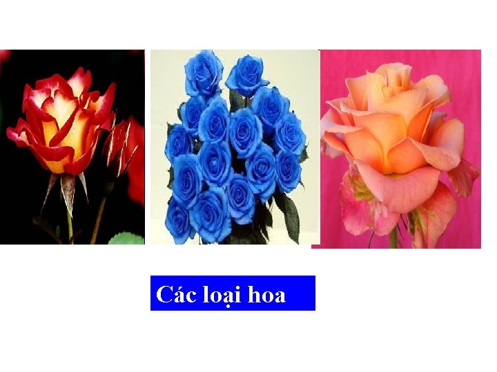 Các loại hoa 