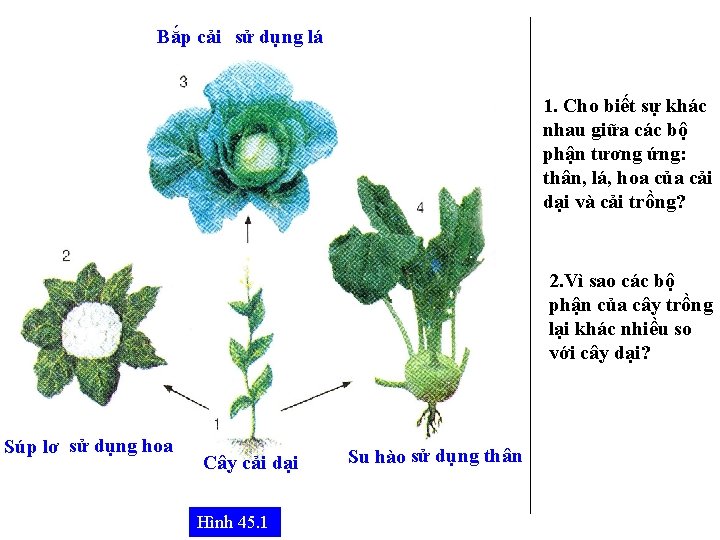 Bắp cải sử dụng lá 1. Cho biết sự khác nhau giữa các bộ