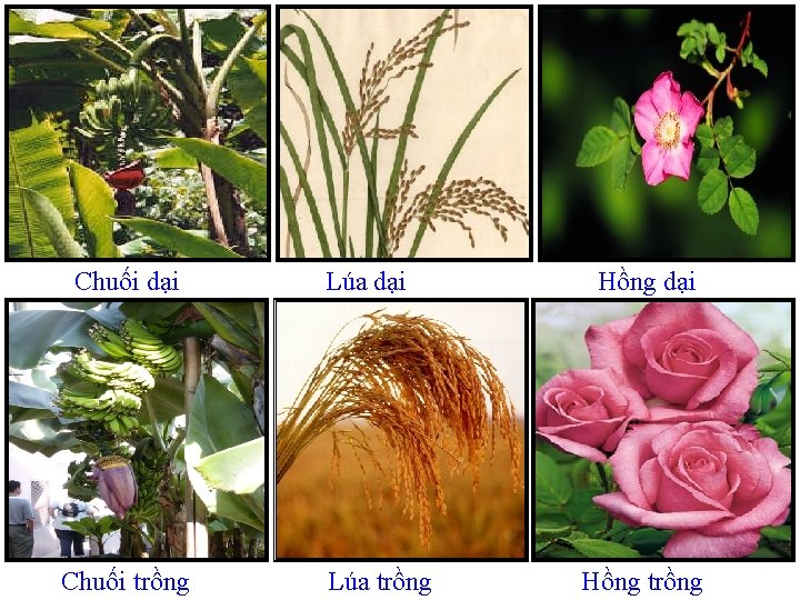 Chuối dại Chuối trồng Lúa dại Lúa trồng Hồng dại Hồng trồng 