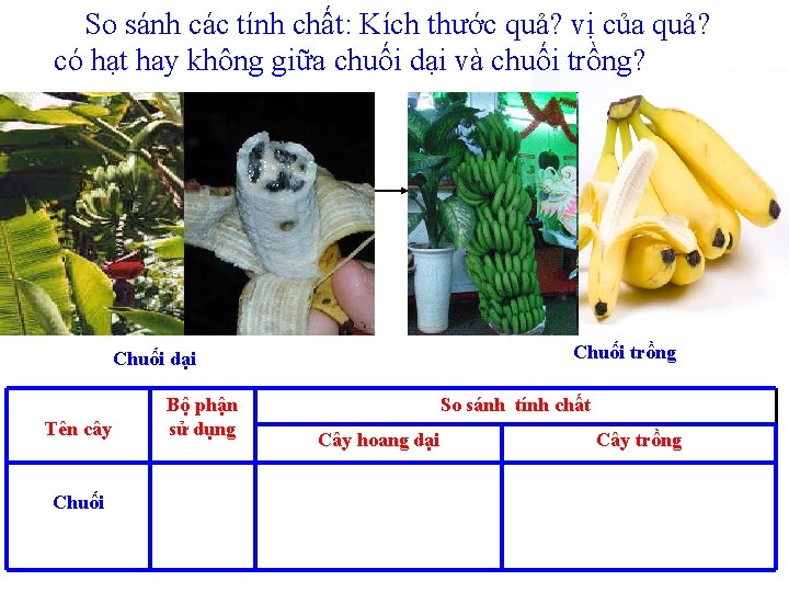 So sánh các tính chất: Kích thước quả? vị của quả? có hạt hay