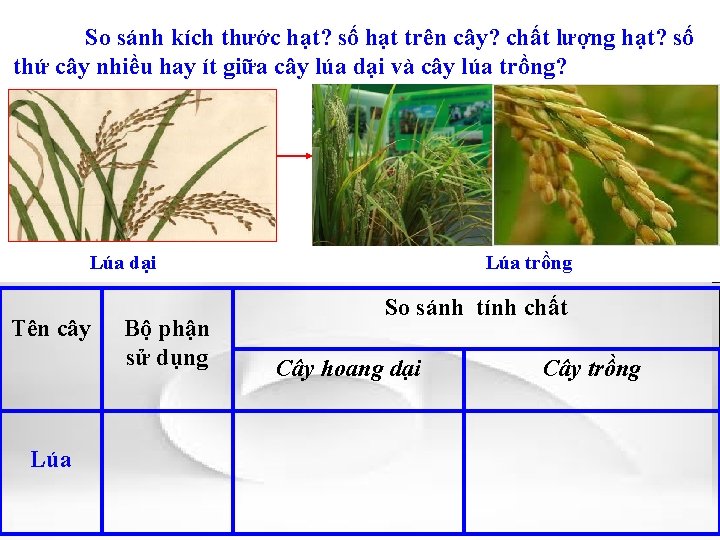 So sánh kích thước hạt? số hạt trên cây? chất lượng hạt? số thứ