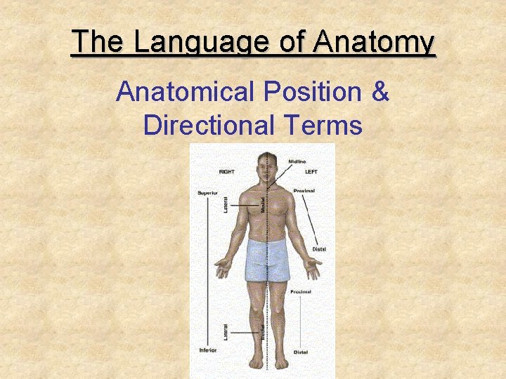 The Language of Anatomy Anatomical Position & Directional Terms 