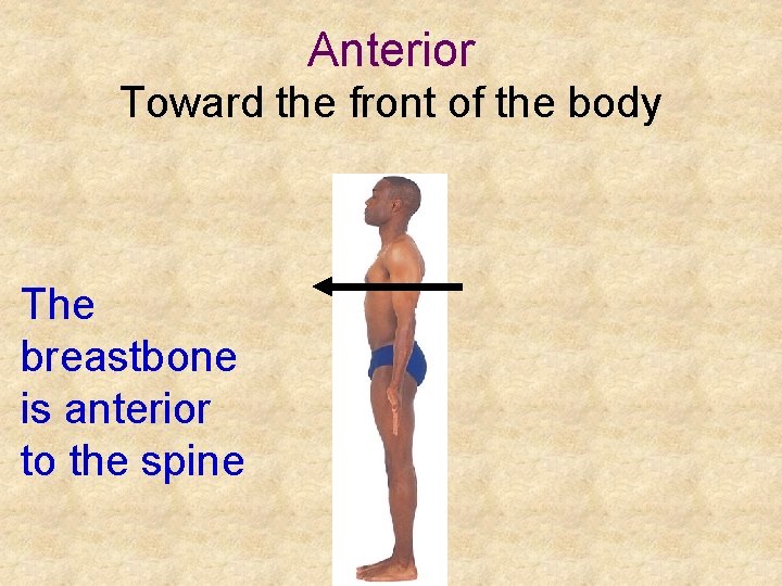 Anterior Toward the front of the body The breastbone is anterior to the spine